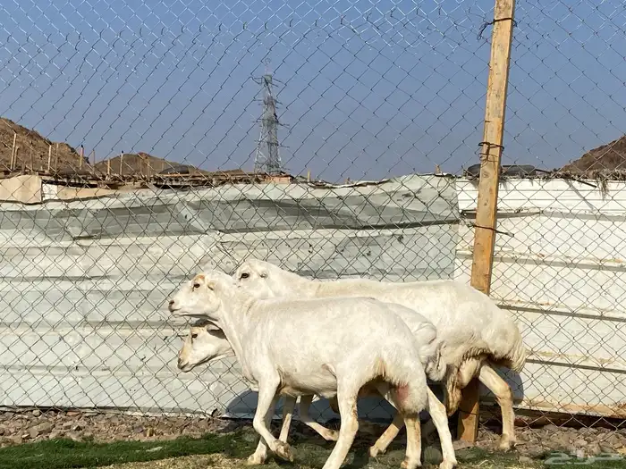 نعاج رفديات صنف مضاريع فحص سونار 3