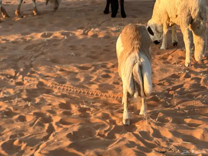 رفيد جذعان مرابي طب وتخير 13