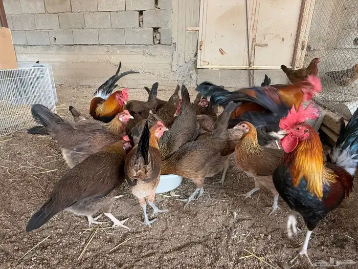 دجاج عربي اصيل فري ترثه 11