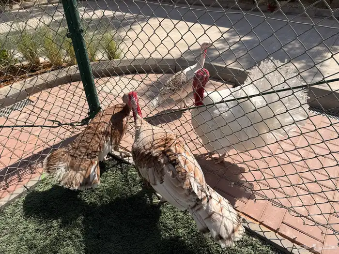 ديوك رومي عدد 4 للبيع في المزاحمية يوجد توصيل 0