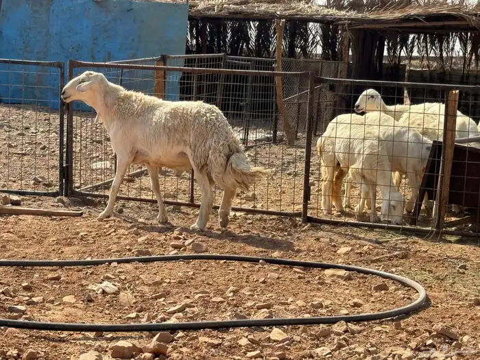 فحل حري مشروط نسف. تم البيع 1