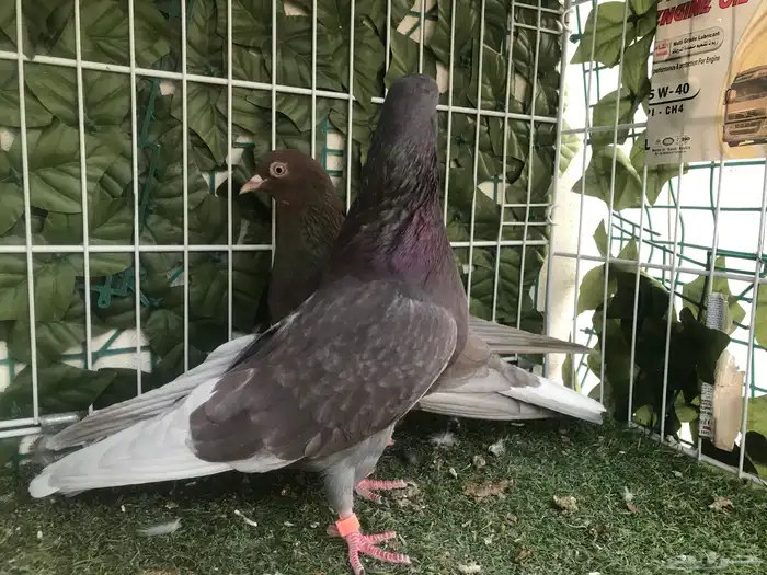 قطايف عرق الدمويات 28