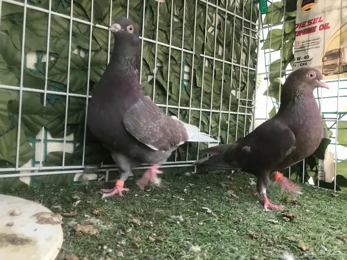 قطايف عرق الدمويات 38