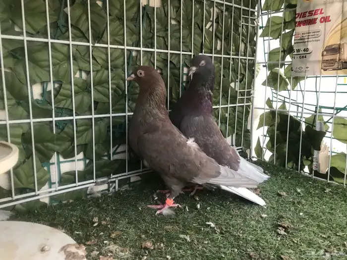 قطايف عرق الدمويات 5