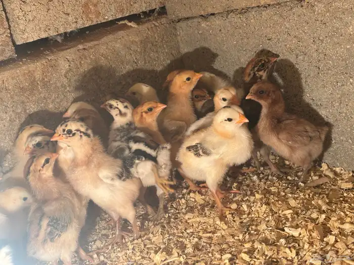 صيصان دجاج بلدي 1