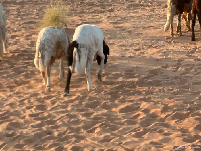 رفيد جذعان مرابي طب وتخير 2