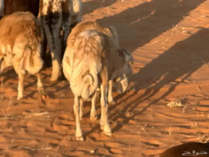 رفيد جذعان مرابي طب وتخير 49