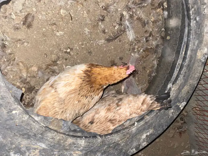 دجاج بلدي فري الوان حمر فواتح بياض شرط 17