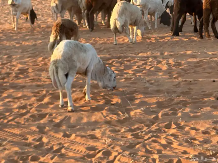 رفيد جذعان مرابي طب وتخير 12