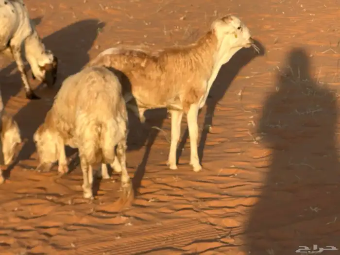 رفيديات جذعان 2