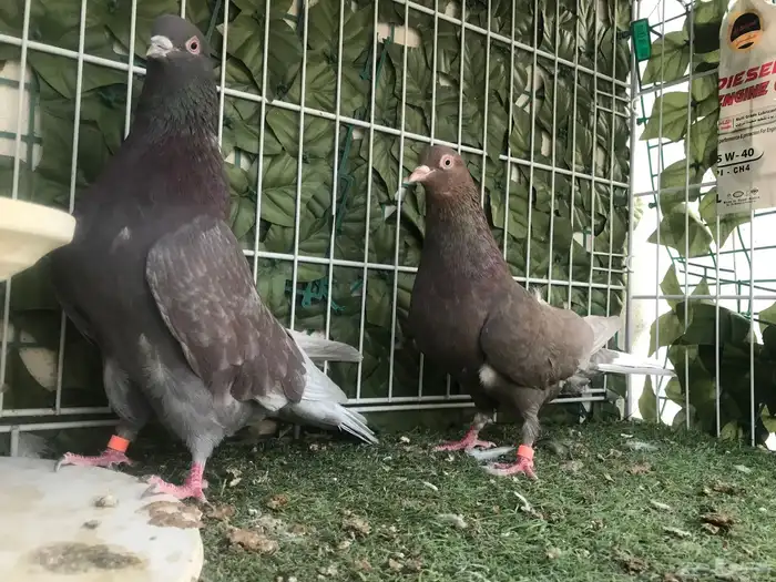 قطايف عرق الدمويات 43