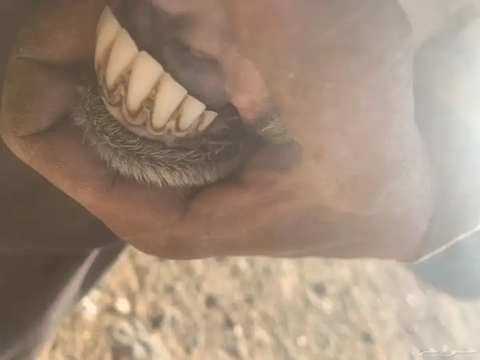 شاه حري دافع 8