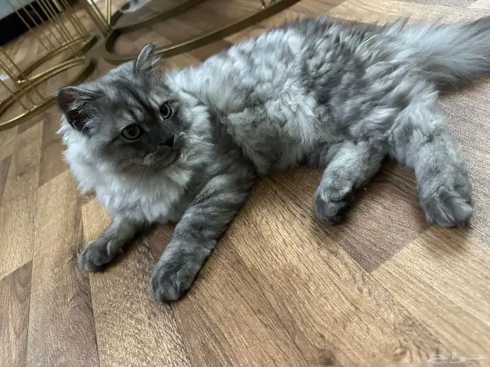 للبيع قط ذكر شيرازي 5