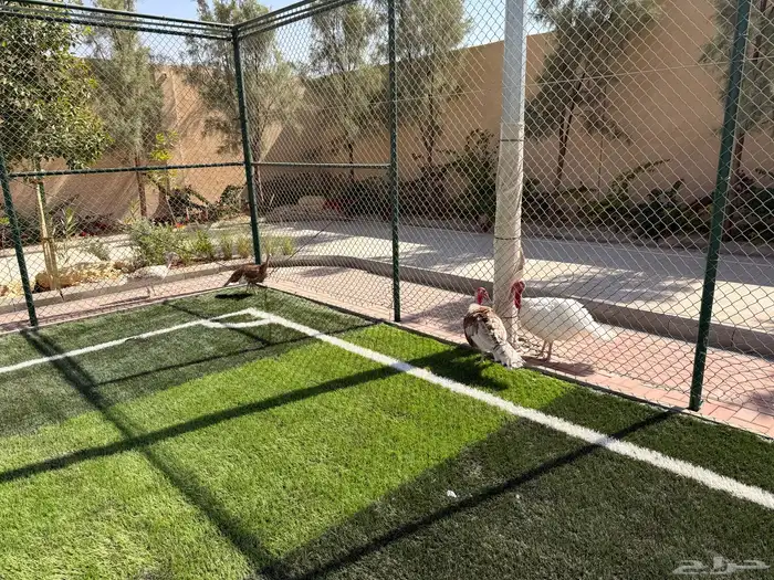 ديوك رومي عدد 4 للبيع في المزاحمية يوجد توصيل 3