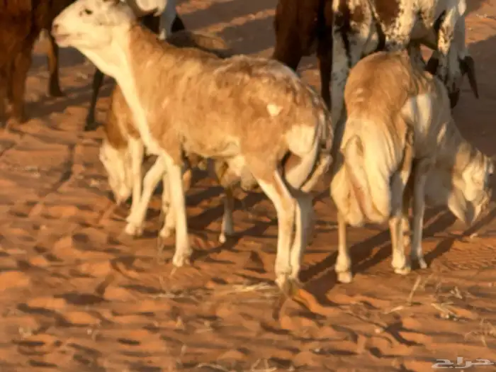 رفيد جذعان مرابي طب وتخير 48