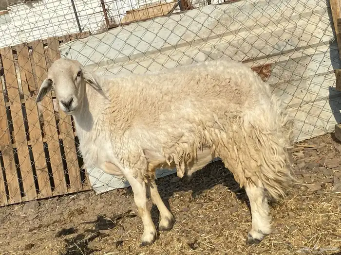 طلي حري صنف يقشع على الشرط مشروط 13