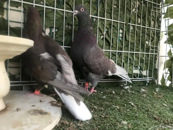 قطايف عرق الدمويات 1