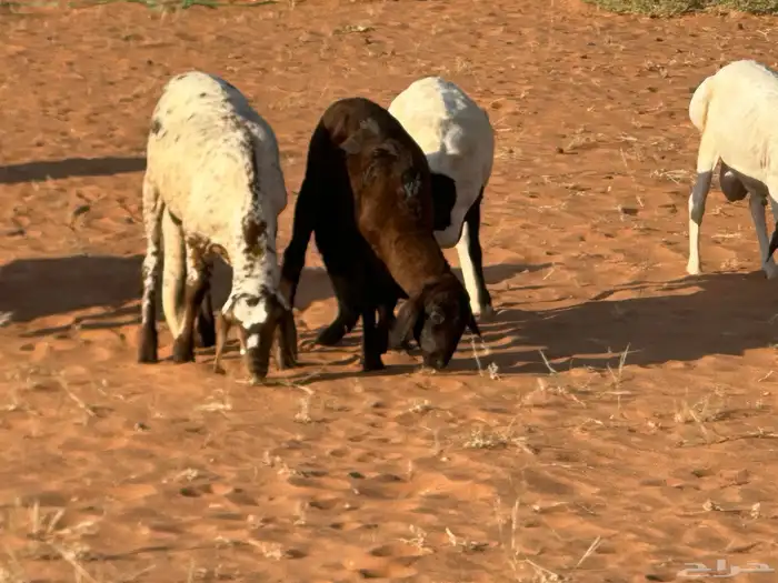 رفيد جذعان مرابي طب وتخير 68