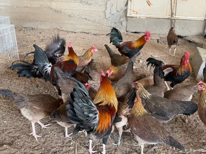 دجاج عربي اصيل فري ترثه 6