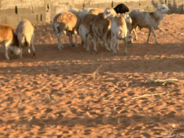 رفيد جذعان مرابي طب وتخير 57