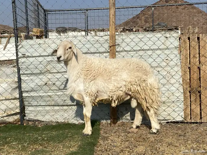 طلي حري صنف يقشع على الشرط مشروط 10