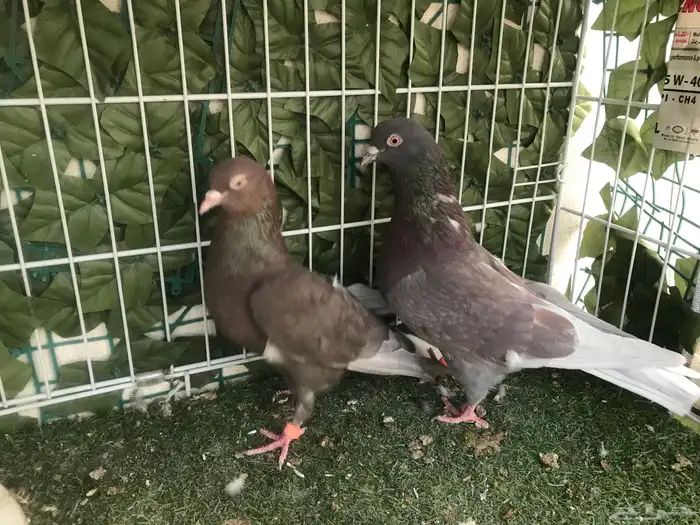 قطايف عرق الدمويات 32