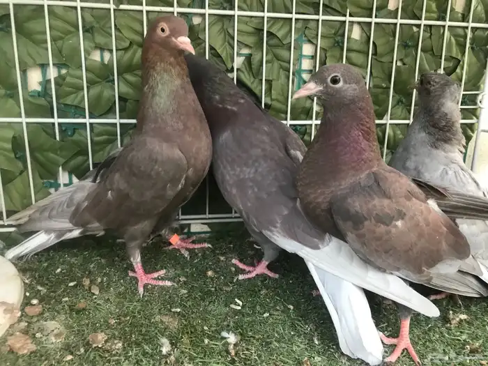 قطايف عرق الدمويات 26