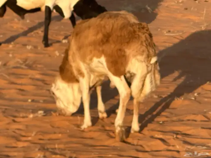 رفيديات جذعان 0