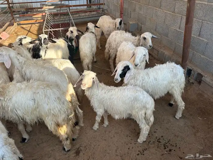 خرفان ورخال للبيع 0