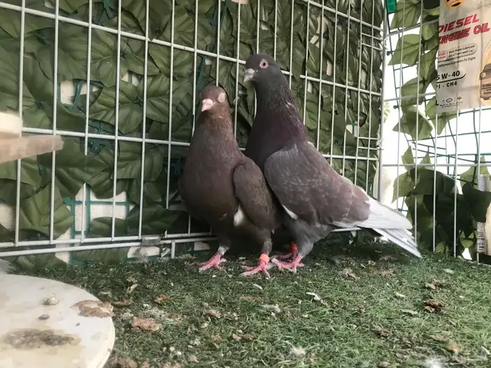 قطايف عرق الدمويات 36