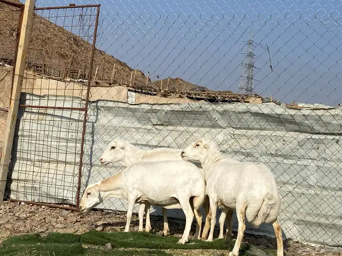 نعاج رفديات صنف مضاريع فحص سونار 2