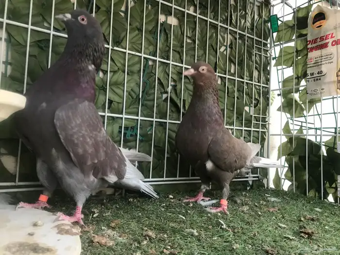 قطايف عرق الدمويات 42