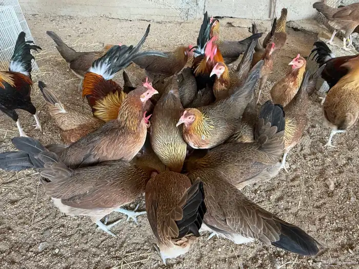 دجاج عربي اصيل فري ترثه 12