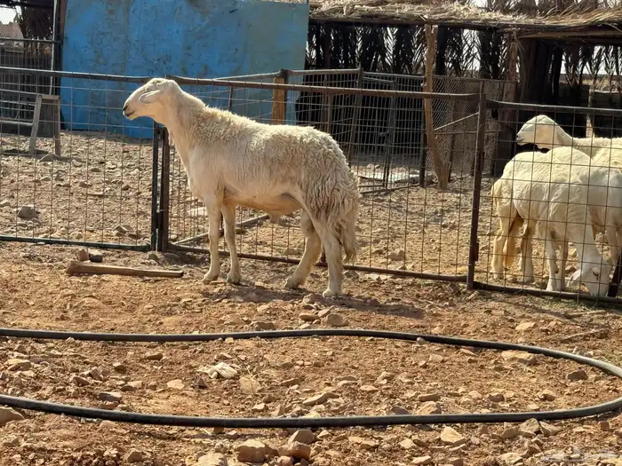 فحل حري مشروط نسف. تم البيع 0