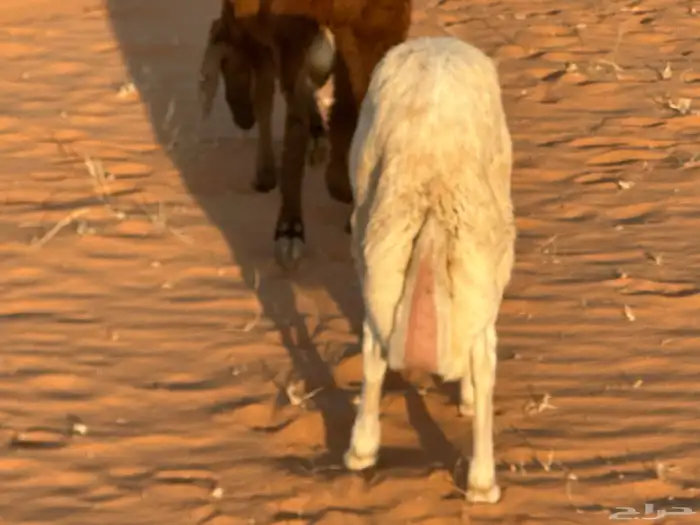 رفيد جذعان مرابي طب وتخير 45