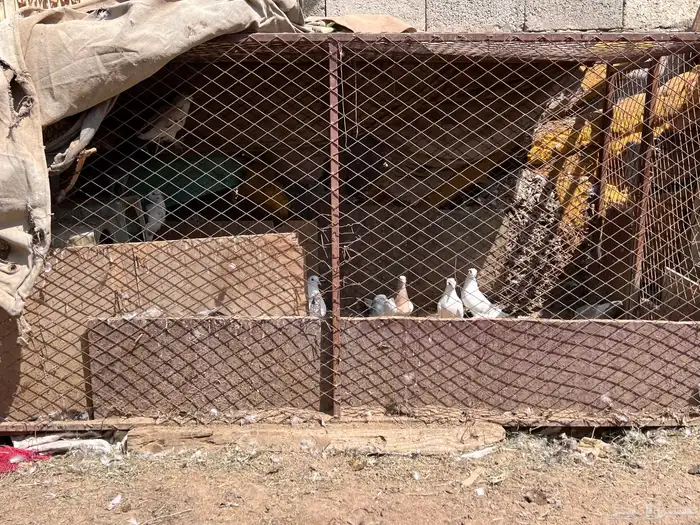 شبوك بقلاوه 0