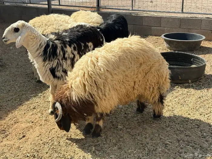 ذبايح طيبه للبيع 3