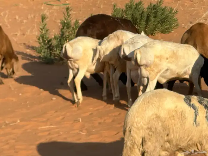 رفيد جذعان مرابي طب وتخير 73