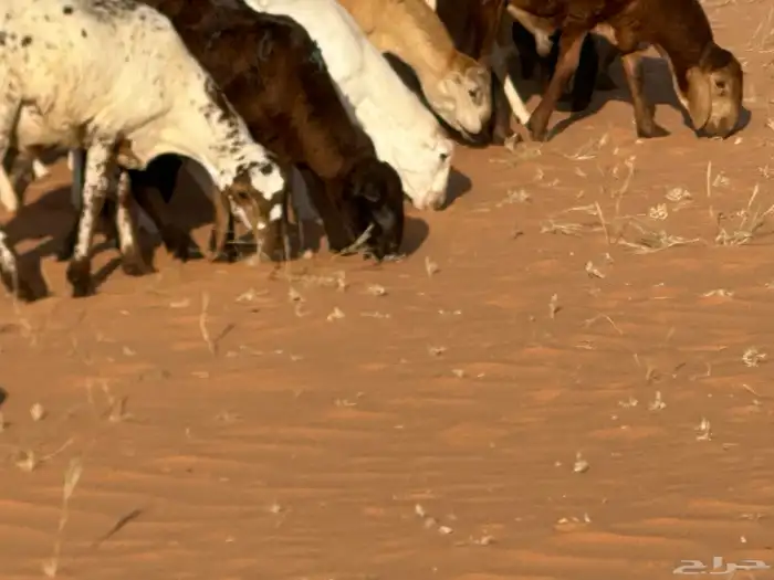 رفيد جذعان مرابي طب وتخير 67