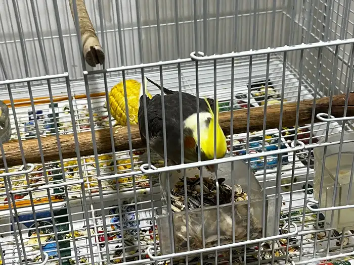 كروان صغير 1