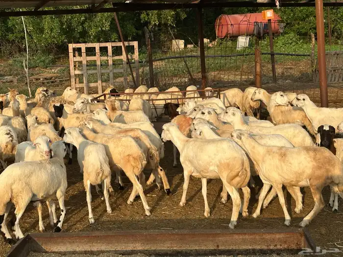 رخال رفيديات بلدي مقاني 0