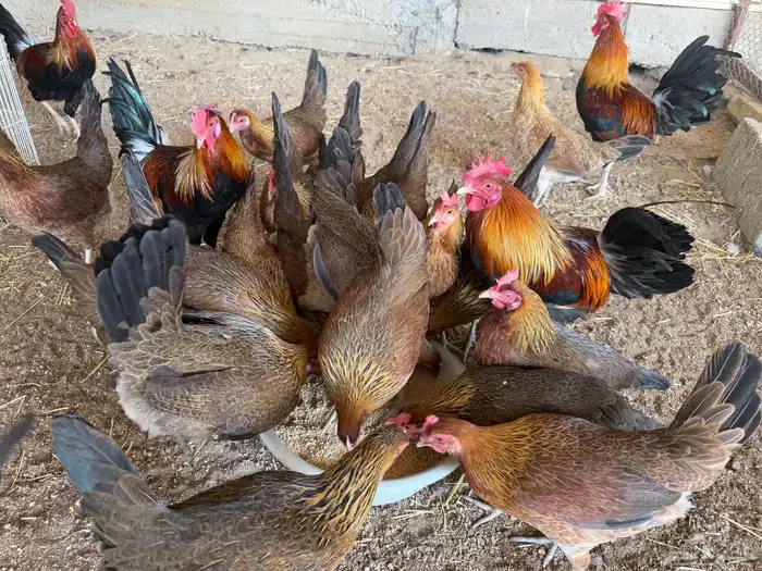 دجاج عربي اصيل فري ترثه 3