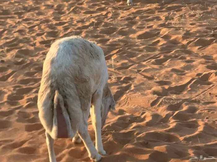 رفيديات جذعان 25