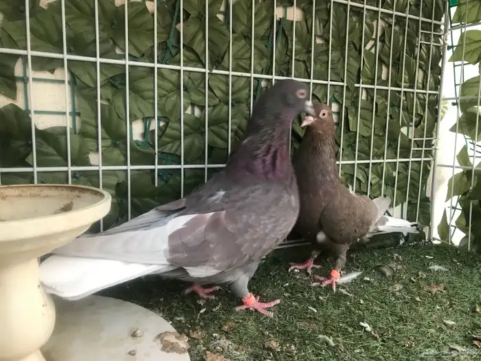 قطايف عرق الدمويات 39