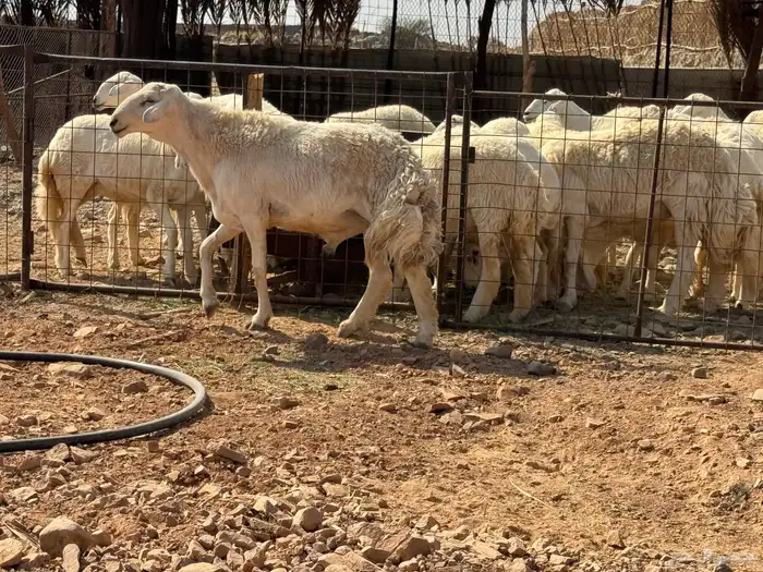 فحل حري مشروط نسف. تم البيع 2