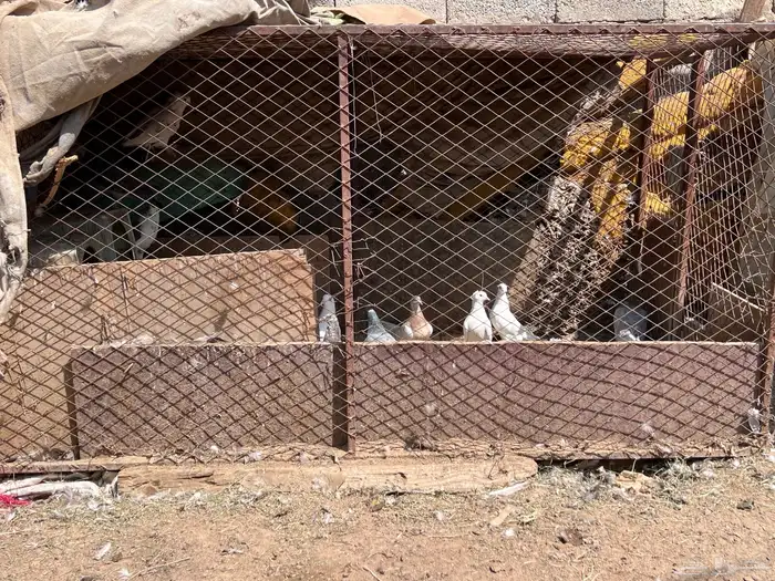 شبوك بقلاوه 4