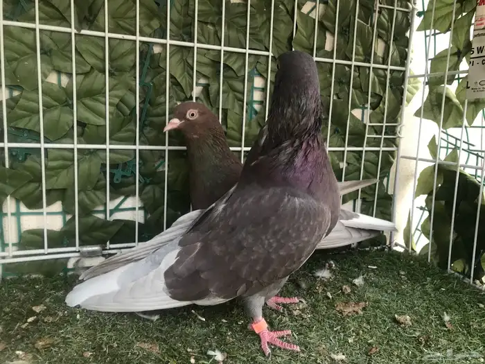 قطايف عرق الدمويات 31