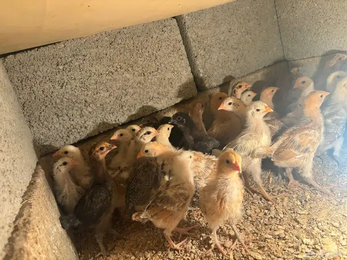 صيصان دجاج بلدي 3