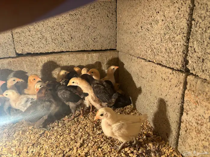 صيصان دجاج بلدي 4