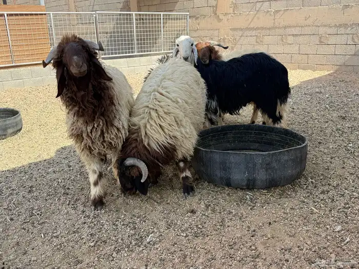 ذبايح طيبه للبيع 0